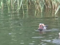 Pharaon duck 13  1080/60i Stock Footage