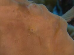 Frogfish eye, Southern Visayas, Philippines Stock Footage