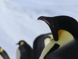CU Emperor penguin headshot / Antarctica  Stock Footage