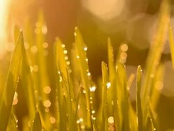 Wheatgrass at sunset Stock Footage