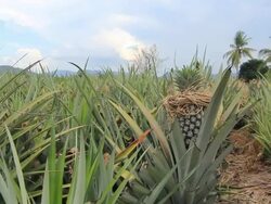 Pineapple agriculture plantation Stock Footage