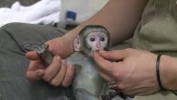 VOICED: El monito criado por humanos News Clip