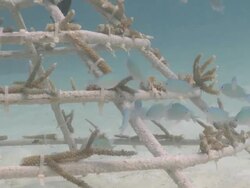 School of Green Pullers (Chromis viridis) checking out newly installed Artificial Reef Structure, Kuda Huraa, North Male Atoll, The Maldives Stock Footage