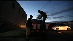 US baby eel prices rocketing in Asia News Clip