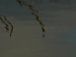 Birds in tree, reflected in water, Extremadura, Spain Stock Footage