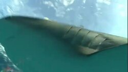 Reef sharks circle a boat. Stock Footage