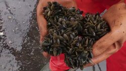 New fishing system hopes to make Dutch mussel industry more sustainable News Clip