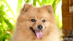 Happy Face Pomeranian Dog Stock Footage