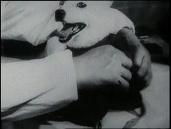 A dog flies into space in a spacecraft in 1957. News Clip