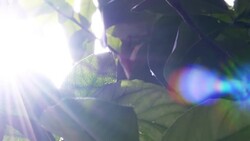 Sunlight among green leaves Stock Footage