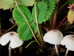 White mushroom growing Stock Footage