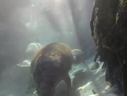 Swimming florida manatee across bird Stock Footage