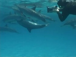 MS Snorkeller with small video shooting dolphins in sexual position just under surface, Egypt Stock Footage