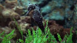 Hippocampus seahorse swimming on black Stock Footage
