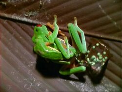 Red-eyed tree Frogs (Agalychnis callidryas) mating on leaf, zooms in to female laying eggs, Wide angle Stock Footage
