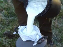 Woman pouring fresh milk after milking a cow, Salinas de Guaranda, Ecuador Stock Footage