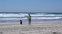 Woman playing with her dog on the beach Stock Footage