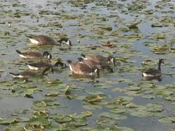 Flock of canada geese  1080/60i Stock Footage