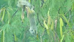 Squirrel Stock Footage