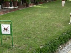 Dogs Can't Read (Hand Held) Stock Footage