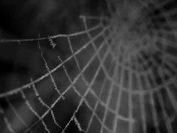 Frozen spider web (1080p) Stock Footage