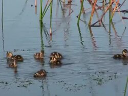 Closeup of Ducklings Feeding Stock Footage
