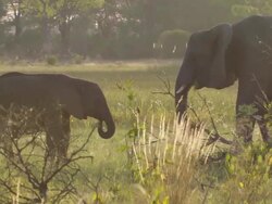 MS TD Shot of Two elephants grazing and interacting in open floodplain / Okavango Delta, North West District, Botswana Stock Footage