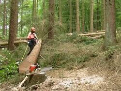 MS Lumberjacks at work in forest / Zerf, Rhineland Palatinate, Germany Stock Footage