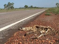 Roadside skeleton Stock Footage