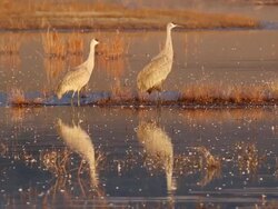 HD video sunrise on Sandhill Cranes reflection Colorado Stock Footage