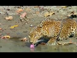 Leopard (Panthera pardus) drinking from pool, Nagarahole, Southern India Stock Footage