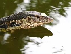 Varanus salvator Stock Footage
