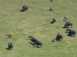 MS AERIAL PAN Shot of Buffalos(Bisons) grazzing / Wyoming, United States Stock Footage