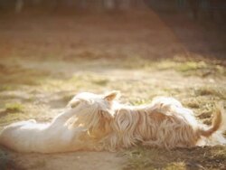 Cat and dog playing - dreamy look Stock Footage