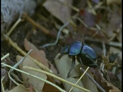 CU Dung beetle crawling over leaf litter, Bandhavgarh National Park, India Stock Footage