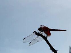 dragonfly Stock Footage