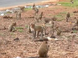 Monkey macaque eating Stock Footage