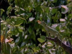 CU Flapnecked chameleon, Chamealeo dilepis, on branch snatching Cricket with tongue, side view, Botswana, Africa Stock Footage