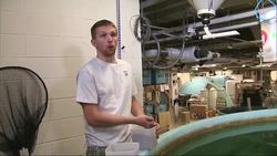 Scientists develop fish food with potential benefits for aquaculture News Clip