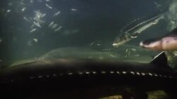 Various fish swim above the ocean floor. Stock Footage