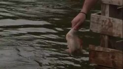 A researcher on a dock feeds a crocodile by hand. Stock Footage