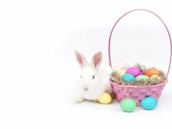 Easter Bunny Stock Footage