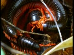 CU Millipedes coiled up and stacked one on top of the other, Kenya, Africa Stock Footage