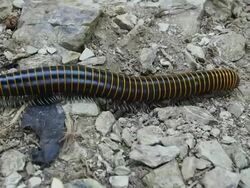 Giant Millipede in Tropical Rainforest Near El Yunque de Baracoa, Eastern Cuba Stock Footage