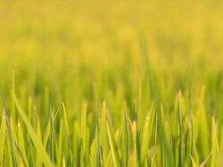 close up dolly : Rice leaf on twilight Stock Footage