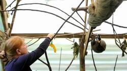 Sloths crawl slowly back to health at Colombian sanctuary News Clip