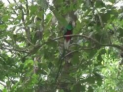 Quetzal male Stock Footage