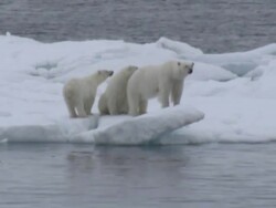 Polar Bear and her cubs stranded on Drift Ice in the Arctic News Clip