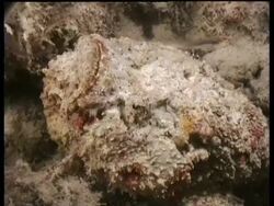 Stonefish feeding on Anchovy school, side view, Mabul, Borneo, Malaysia Stock Footage