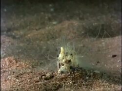 MS underwater time lapse view of Sand Mason Worm, Lanice conchilega, builds vertical sand burrow on gravel bottom, United Kingdom Stock Footage